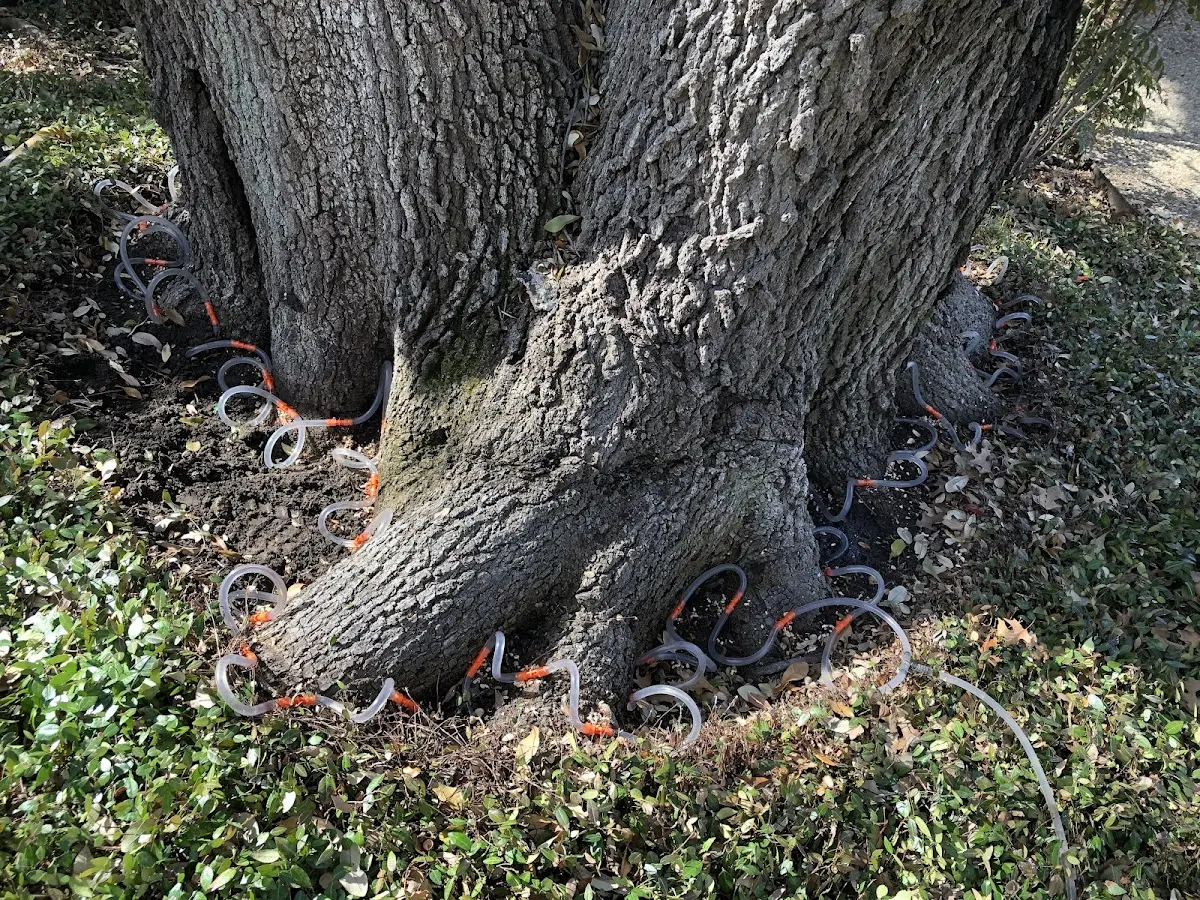Detailed Tree Cabling and Bracing job site in Kulm